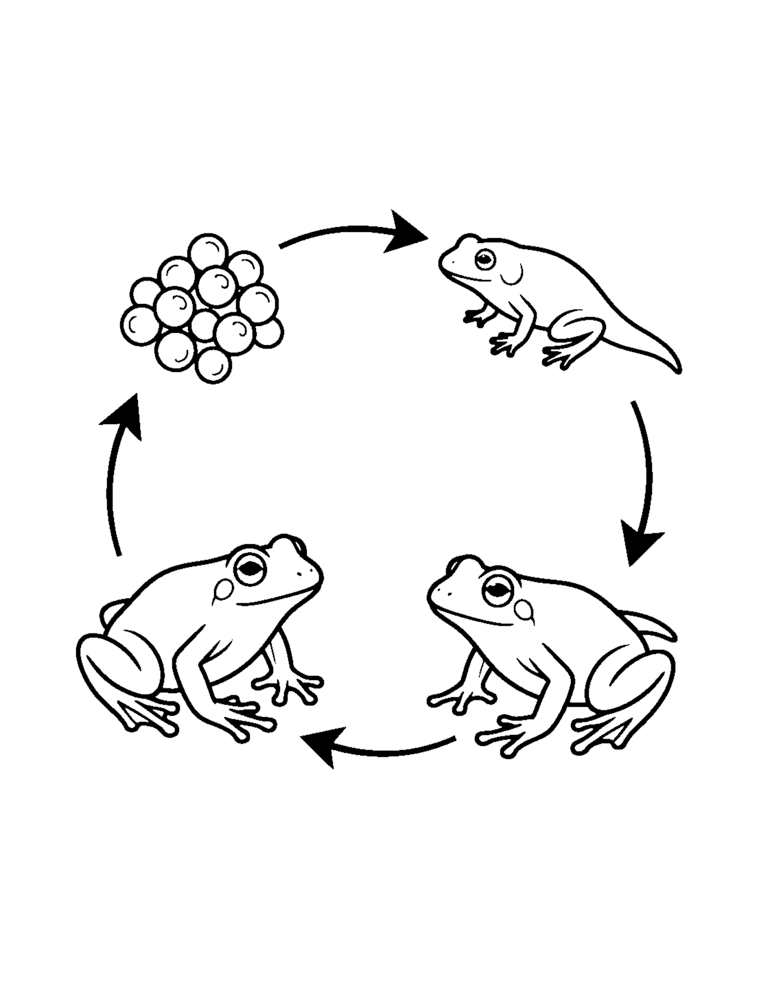 Tadpole Life Cycle