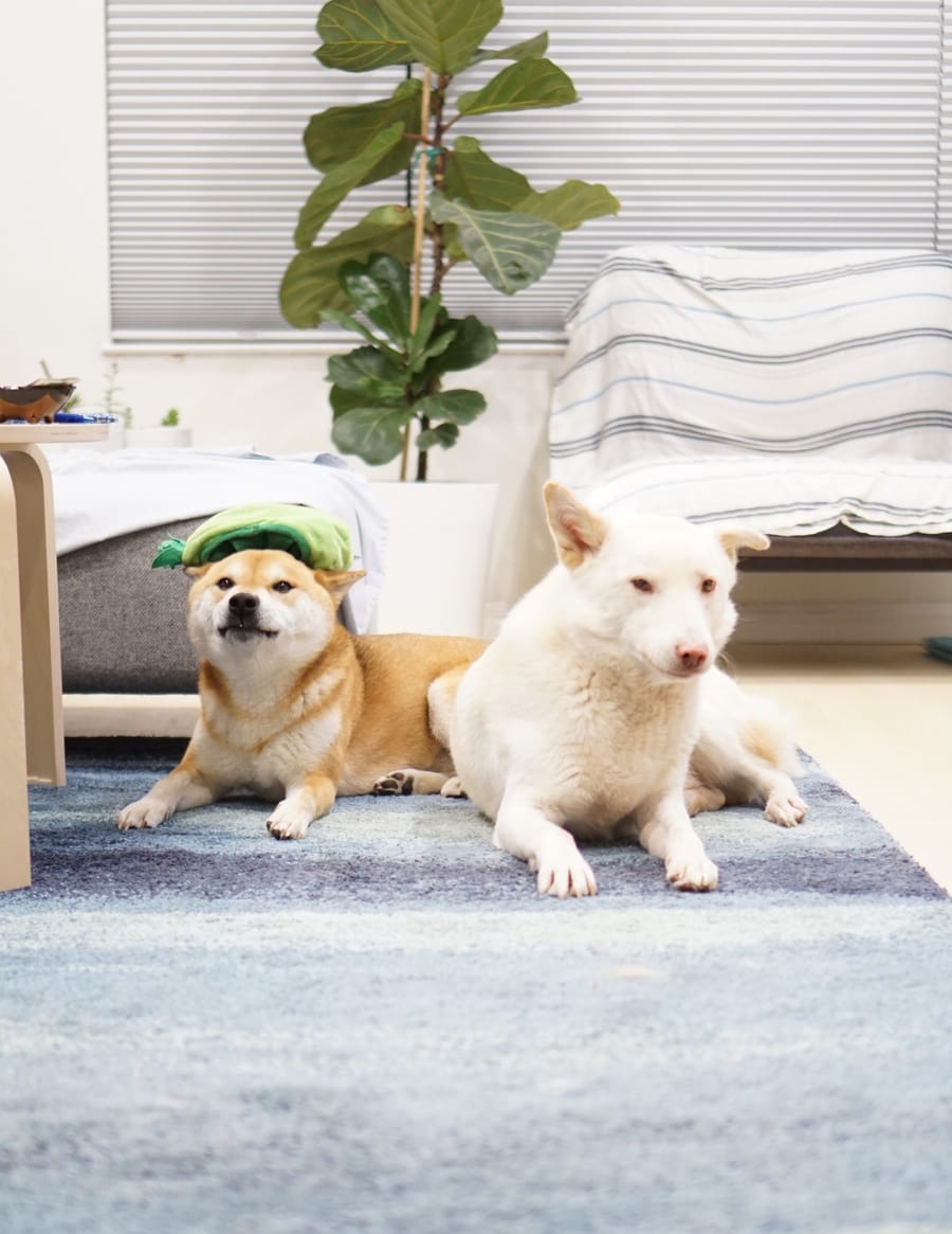 A photo of two dogs in a living room, one wearing a green hat